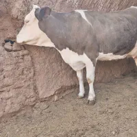 گاو سیمینتال شکم 2