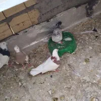 کبوتر طوقی|پرنده|رامهرمز, |دیوار