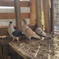 گرفتنی تاختی