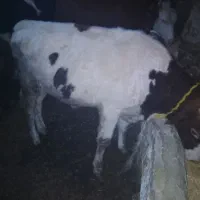 فروش دو گوساله کامل سالم نر