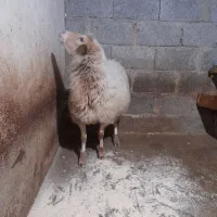 گوسفند شکم دار