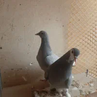 کبوتر جیر دمگیر|پرنده|برخوار, |دیوار