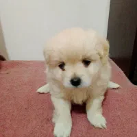 توله پامر روباهی