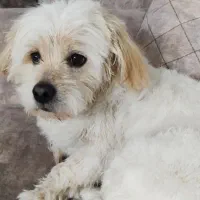 واگذاری سگ تریر ۶ساله