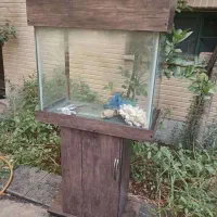 اکواریم
