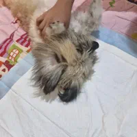 سگ شیتزو نر|سگ|جیرفت, |دیوار