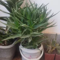 گل طبیعی|گل و گیاه طبیعی|شیراز, گویم|دیوار