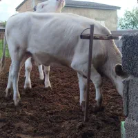 گوساله جنس دار