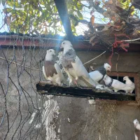 کبوتر طوق پاک|حیوانات|بیستون, |دیوار