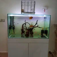 آکواریم ریملس