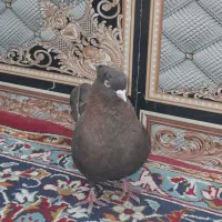 1500000|پرنده|شادگان, |دیوار