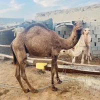 شتر|حیوانات مزرعه|قشم, |دیوار