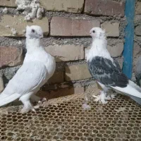 جفت ساتن|پرنده|تربت جام, حافظ|دیوار