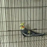 عروس هلندی نر  بلند