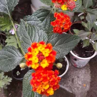 گلهای درختی|گل و گیاه طبیعی|رشت, دیلمان|دیوار