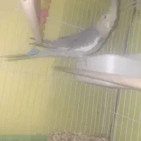 پرنده|پرنده|کرمان, |دیوار