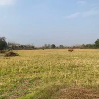 فروش-زمین-کشاورزی-داخل-طرح-50-متری-اسفالت-محلی