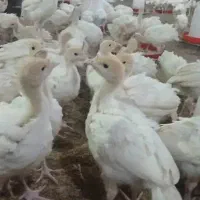 جوجه یکروزه بوقلمون بیوتی ۶|حیوانات مزرعه|اقلید, |دیوار