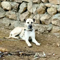 توله سگ سرابی 7ماه|سگ|اشنویه, |دیوار