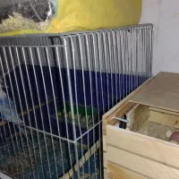 مرغ عشق بالغ