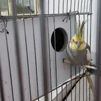 عروس هلندی فروش و معاوضه|پرنده|ایوان, |دیوار