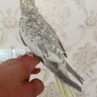 عروس هلندی|پرنده|شاهین دژ, |دیوار