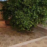 اجاره منزل ویلایی حیاط دار کسایی باسازی شده|اجارهٔ خانه و ویلا|شیراز, معالی‌آباد|دیوار