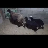 گوسفند فروشی