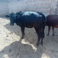 گستر ماده|حیوانات مزرعه|زابل, |دیوار