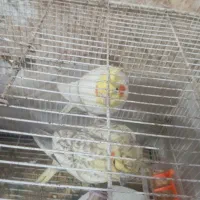 فروش جفت عروس هلندی|پرنده|بومهن, |دیوار