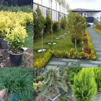 آبیاری قطره ای، آبیاری بارانی، مهپاش، فضای سبز|خدمات باغبانی و درختکاری|تهران, گلستان (شهرک راه آهن)|دیوار