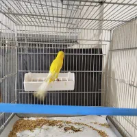 قناری ماده بلند معاوضه با نر هم انجام می‌شود