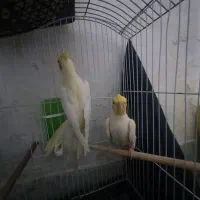 عروس هلندی مولد|پرنده|زاهدان, |دیوار