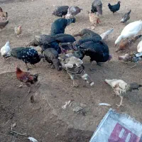 پنج عدد بوقلمون محلی به فروش می‌رسد