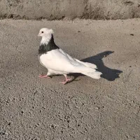 سلام یک عدد طوقی سیاه بدون هیچ پر اضافه