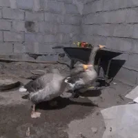 غازسرحال وسالم