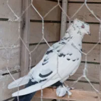 کبوتر ماده|پرنده|قم, بکایی|دیوار