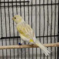 قناری نرمستخون ماده اماده|پرنده|مشهد, چهنو|دیوار