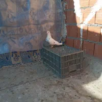 کبوتر قلدور و پرشی|پرنده|بجنورد, |دیوار