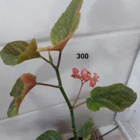 فروش انواع گل و گیاه طبیعی|گل و گیاه طبیعی|نمین, |دیوار