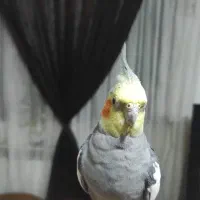 دوعروس هلندی نر