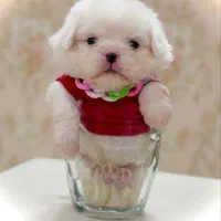 سگ بسیارخوب زرنگ شیتزو