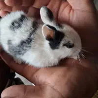 بچه خرگوش