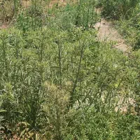 بز داشتی درجه یک