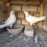 جفت کله دار ارسالی کبوتر|پرنده|کاشان, پشت شهربانی|دیوار