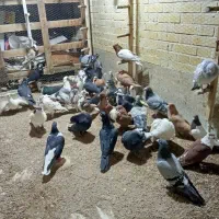 بارجدیدرسید|پرنده|اردکان, |دیوار