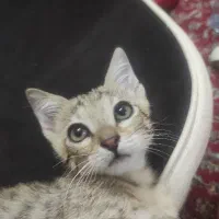 واگذاری بچه گربه