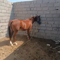 خیل مهره دار اهلی شکم اولی