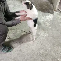 اشپیتز|سگ|تهران, شوش (باغ آذری)|دیوار