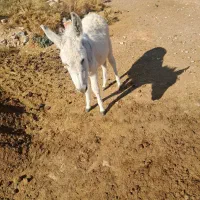 نره خر|حیوانات مزرعه|شیروان (خراسان), |دیوار